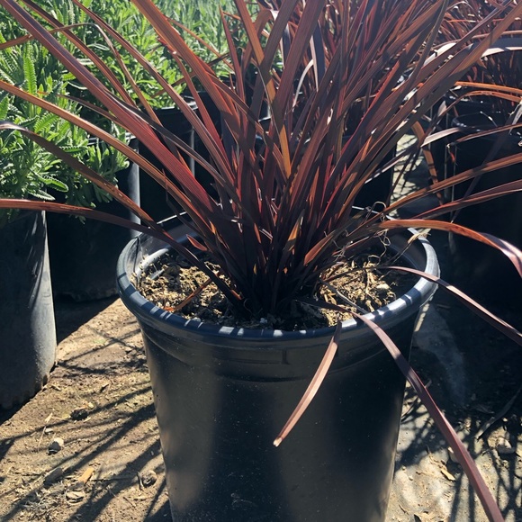 Plants - Picture 1 of 8
